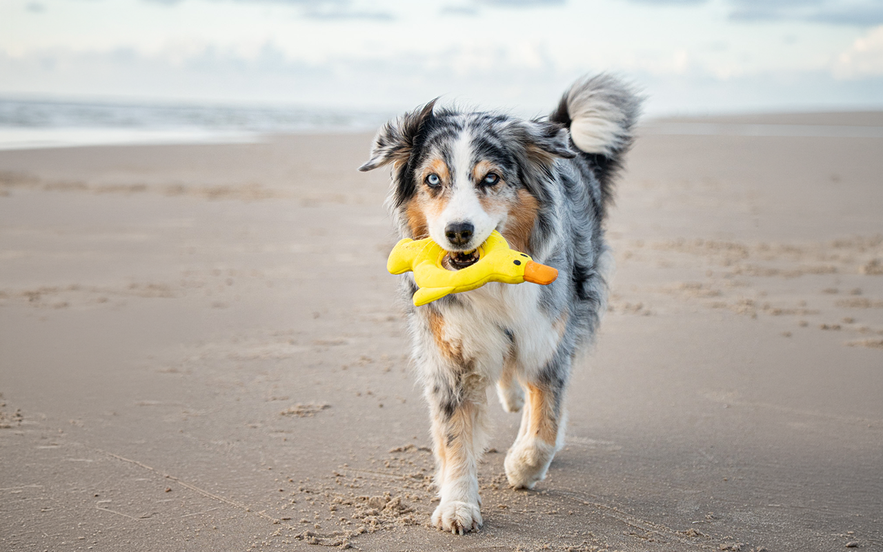 Rukka Pets Schwimmspielzeug Ente
